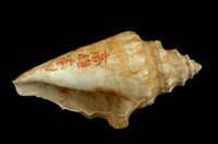 水字螺藏品圖，第4張